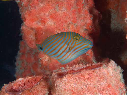 Orangestripe Triggerfish