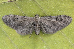 Eupithecia innotata