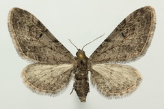 Eupithecia innotata