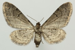 Eupithecia innotata