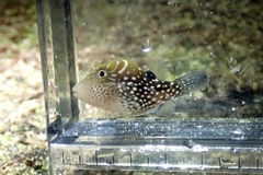Canthigaster amboinensis