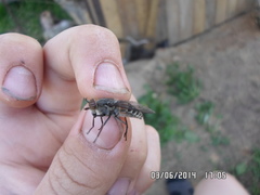 Hybomitra bimaculata