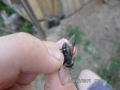 Hybomitra bimaculata