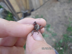 Hybomitra bimaculata