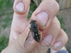 Hybomitra bimaculata