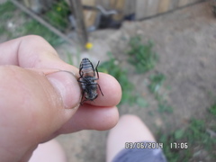 Hybomitra bimaculata