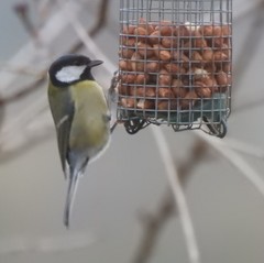 Parus major