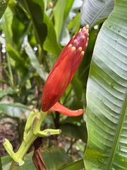 Musa beccarii