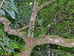 Trichoglottis luchuensis