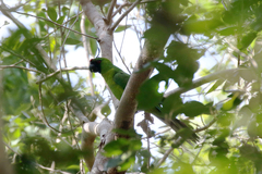 Eunymphicus uvaeensis