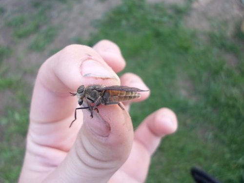 Hybomitra nitidifrons