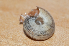 Microxeromagna lowei