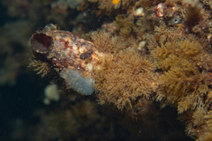 Ascidiella aspersa