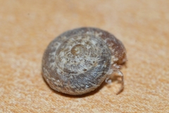 Microxeromagna lowei