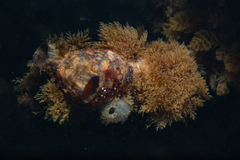Ascidiella aspersa