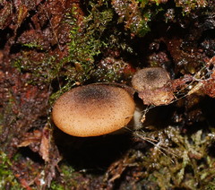 Armillaria hinnulea image