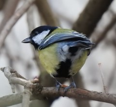 Parus major