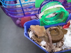 Correlophus ciliatus