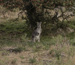 Osphranter robustus robustus
