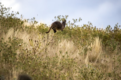 Osphranter robustus robustus
