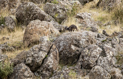 Osphranter robustus robustus
