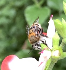 Anthophora pilifrons