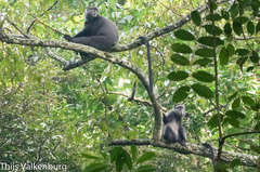 Cercopithecus mitis stuhlmanni