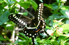 Papilio lormieri
