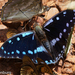 Amelia’s Blue-spotted Charaxes - Photo (c) Thijs Valkenburg, some rights reserved (CC BY-NC), uploaded by Thijs Valkenburg