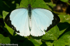 Nepheronia