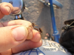 Siphlonurus lacustris