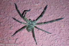 Heteropodinae