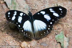 Hypolimnas anthedon anthedon