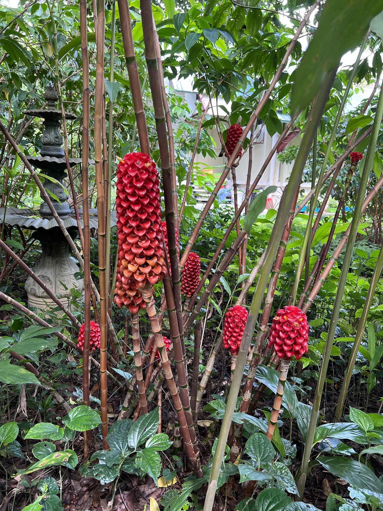Imagem de Gengibre-vermelho