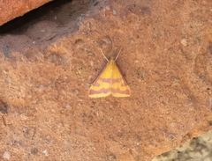 Pyrausta sanguinalis