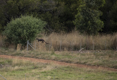 Osphranter robustus robustus