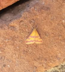 Pyrausta sanguinalis