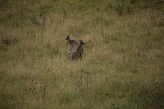 Osphranter robustus robustus