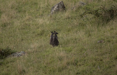 Osphranter robustus robustus