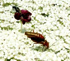 Rhagonycha nigritarsis