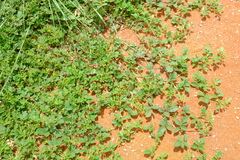 Indigastrum argyroides