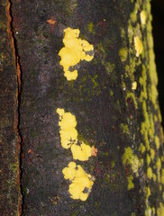 Trichoderma victoriense