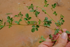 Indigastrum argyroides