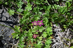 Geranium antrorsum