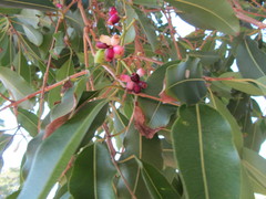Syzygium guineense