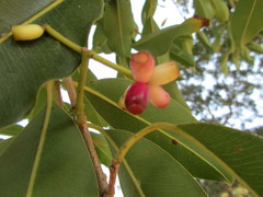 Syzygium guineense