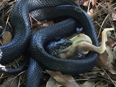 Western Whip Snake photo 4