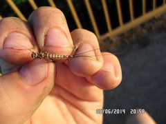 Siphlonurus lacustris