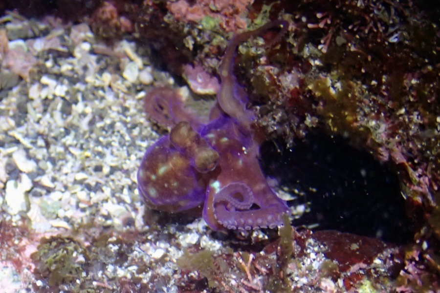 Japanese Pygmy Octopus