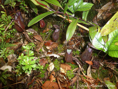 Nepenthes tentaculata